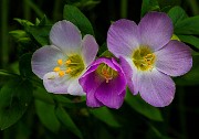 Polemonium carneum - Royal Jacob's Ladder 14-1842_1